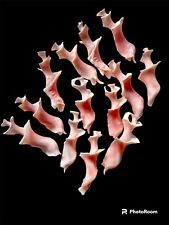 Pink Murex Spirals | Lot Of 5 | Cut Seashells | Sea Shell Crafts picture