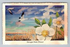 GA-Georgia, Cherokee Rose, State Flower, Vintage Postcard picture