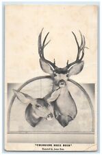 c1910's Colorado Mule Deer Taxidermy Denver Colorado CO Antique Postcard picture