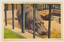 Kansas City, MO/Cleopatra The Hippopotamus Vintage Postcard picture