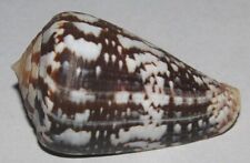 51 mm Conus Ermineus Cone seashell From Boavista Island, Cape Verde Shell picture