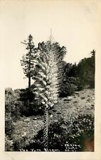 E.B. Gray RPPC Postcard 45. The Yucca Bloom, San Gabriel Mountains/ Foothills CA picture