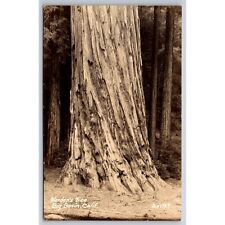Postcard Vintage Warden's Tree Big Basin California 0410 picture