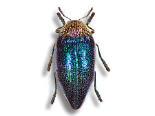 WOW Real Sternocera pulchra African Jewel Beetle Insect Unmounted US picture