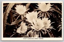 RPPC Night Blooming Cereu Flower Real Photo Postcard Y22 picture