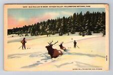 Yellowstone National Park WY-Wyoming, Elk Stalled in Snow, Vintage Postcard picture