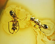 Super Detailed Hymenoptera (Wasp) in Baltic Amber picture