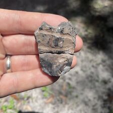 Beautiful Large Florida Fossil Turtle Scute Turtle Shell picture