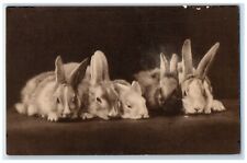c1910's Cute Bunnies Rabbit Animals Studio Portrait Unposted Antique Postcard picture