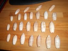 LOT OF 25 OLIVES SEA SHELLS  1.5- to almost 3
