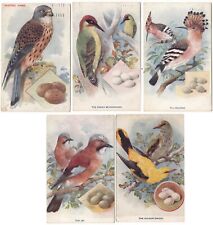 c1911 British Birds and Their Eggs~Lot of 5 Tuck Aquarette Postcards picture