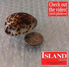 ULTRA-DWARF Cypraea Tigris #2 47.4mm SIZE OF A DEER COWRIE from Philippines picture
