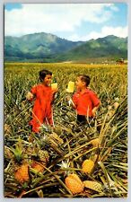 Field Ripe Pineapples Del Monte Hawaii Mountains Farming Tropical Fruit Postcard picture