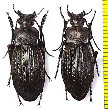 Carabidae, Carabus (Tachypus) cancellatus ingulensis pair A1, S. Ukraine picture