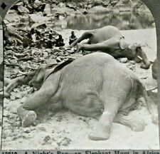 C.1910s Big Game Hunting. Elephant Hunt. Africa. Poachers. Tribesmen. Vtntage. picture