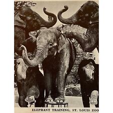 Vintage 1944 RPPC Postcard Elephant Training St Louis Zoological Board Control picture