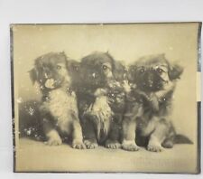 Antique Ernest Rawleigh Photograph Trio Pekingese Puppies picture