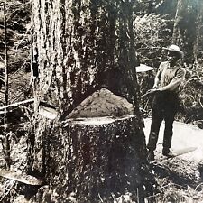 Antique 1909 Cutting A Giant Redwood Washington Stereoview Photo Card P1753 picture