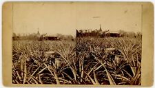 FLORIDA SV - Eustis - Pineapple Field - 1880s picture