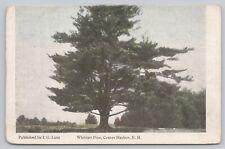 Center Harbor New Hampshire, Whittier Pine Tree, Vintage Postcard picture