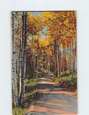 Postcard Road through the Aspens picture