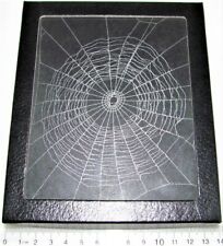 Orb weaver spider web framed preserved USA W2 picture