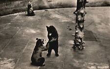 Vintage Postcard 1910's Berne La Fosse Aux Ours Animals Wildlife Preservation picture