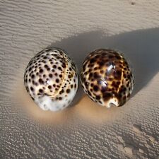 2 Vintage  Tiger Cowrie Cypraea Tigris Leopard Pattern Seashell Shell picture