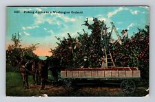 WA-Washington, Picking Apples In A Washington Orchard, Vintage Postcard picture