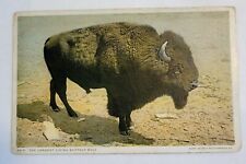 Vintage Postcard “Largest Living Buffalo Bull” Posted 1923 Buffalo, NY -Phostint picture