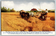 New York Land Show, The Oats From the Gallatin Valley Montana - Vintage Postcard picture