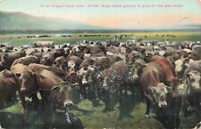 Postcard Cow Beef Cattle Stock Farm 1910 Halfway Oregon pm OR US AYP Exposition picture