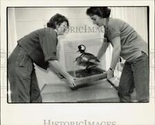 1986 Press Photo Curators placing display case at York County Nature Museum picture