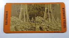 Antique Stereoview California Mammoth Trees - Named Rhode Island? picture