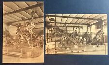 Postcards x2  Dinosaur Skeletons in Royal Museum of Natural History of Brussels picture