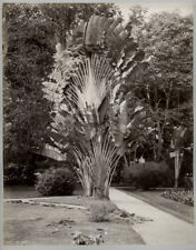 c.1880's PHOTO - CEYLON Traveller's Palm at the Botanical Gardens Peradeniya picture