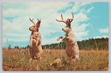 Postcard Pair of Jackalopes Standing in Field picture
