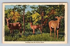 Bar Harbor ME-Maine, Scenic General Greetings Deer, Antique Vintage Postcard picture