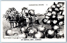Ompah Ontario Canada Postcard Exaggerated Onions c1940's RPPC Photo picture