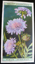 1923 W.D. & H.O. Wills Tobacco Card Wild Flowers #34 Field Scabious VG/EX picture