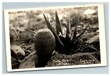RPPC Real Photo Cholla Cactus Lecheqilla Carlsbad NM c1920's Vintage Postcard picture