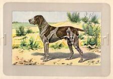 DOG German Shorthair Pointer, Rare Antique 100-Year-Old French Dog Print picture