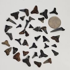 SHARK TEETH Lot Of 40 For Jewelry - Fossil Digs Buried Treasure Dig Party picture