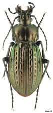 Coleoptera Carabidae Carabus (Eucarabus) ulrichi sokolari NW Serbia 26mm picture