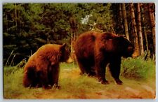 View of Brown Bears - Wild Animals - Vintage Postcard - Unposted picture