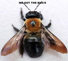 1 Real  Carpenter bee DRYED SPECIMEN INSECT TAXIDERMY WE GOT THE BUG'S picture