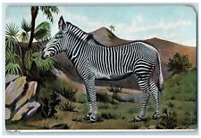 c1950's The Zebra Scene In The Forest Animal Unposted Vintage Postcard picture
