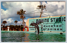 c1960s Porpoise Dolphin Trained Jump Hurdles St. Augustine FL Vintage Postcard picture