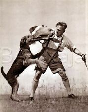 DOG Airedale Terrier Doing Schutzhund Bite, Quality Vintage 1941 Print picture