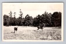 Waterville PA-Pennsylvania, RPPC Deer In Field, Antique, Vintage Postcard picture